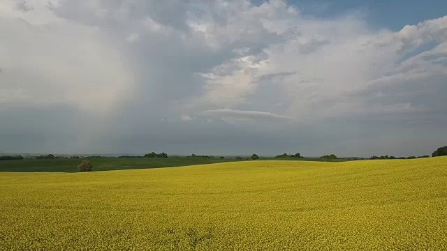 飞过瑞典的油菜地。视频素材