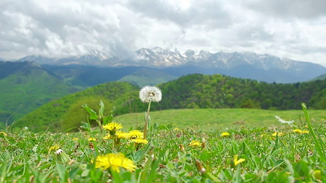 阳光下，高山草地上的花朵随风飘散视频素材