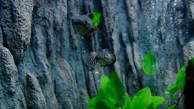 鱼在水族海中与植物和珊瑚一起游泳视频素材