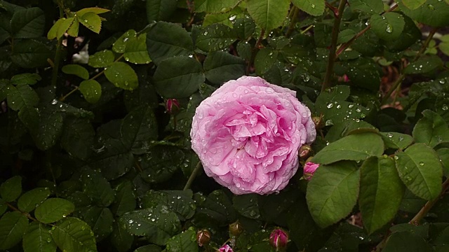 美丽温柔的玫瑰在雨滴中绽放视频素材