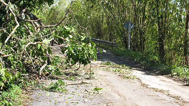 山上的断树挡住了路视频素材