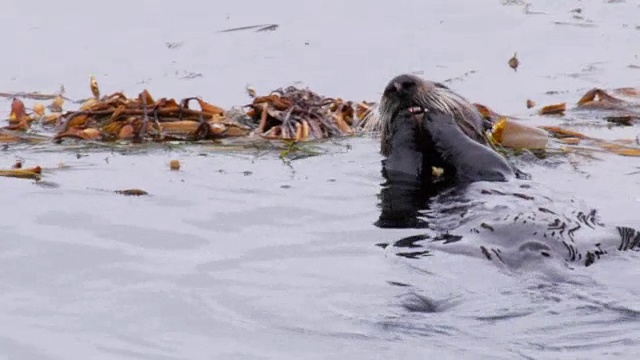 加利福尼亚海獭觅食视频素材