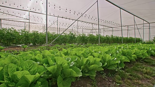 温室里的蔬菜视频素材