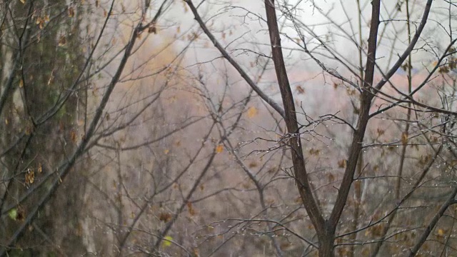 秋色沉闷，树木光秃秃，雨雪交加视频素材