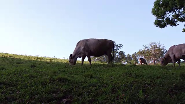 澳大利亚农村土地上的公牛和母牛视频素材