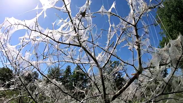 银鼠蛾，羽叶蜜蛾，蹼，全落叶，4K视频素材