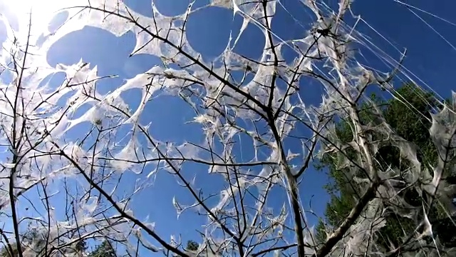 银鼠蛾，羽叶蜜蛾，蹼，全落叶，4K视频素材