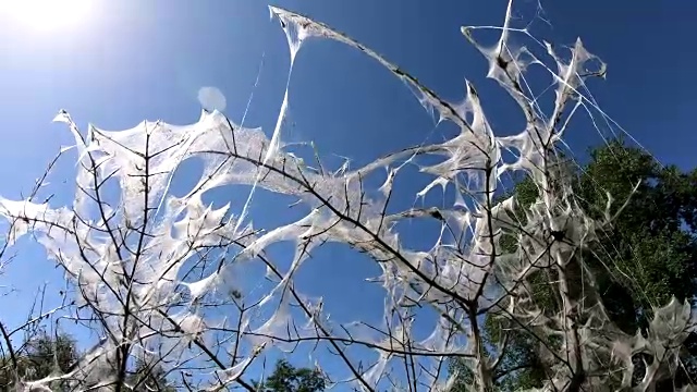 银鼠蛾，羽叶蜜蛾，蹼，全落叶，4K视频素材