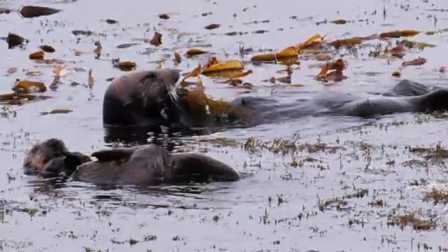 水獭一家仰卧在水里视频素材