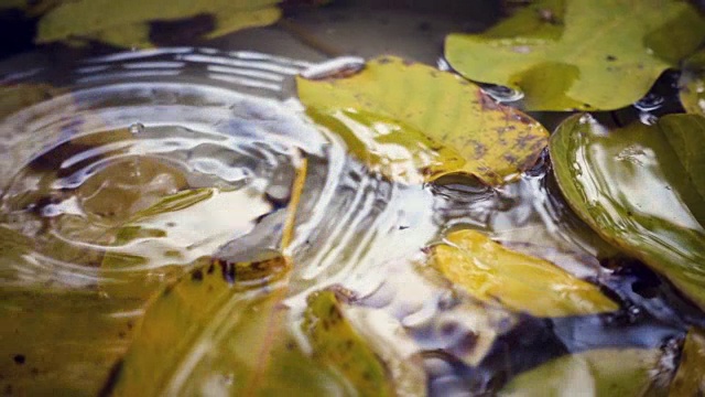 雨点落在水坑里视频素材