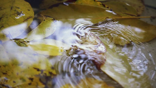 雨点落在水坑里视频素材