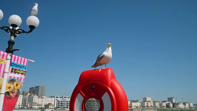 一只海鸥站在布赖顿宫码头的救生圈上。视频素材