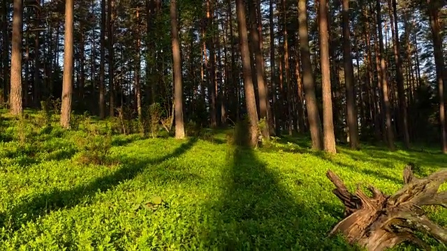 春天的早晨，松林里视频素材