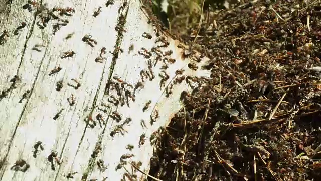 森林中的蚂蚁视频素材