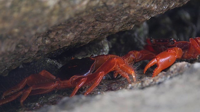 两只红蟹在斯Similan岛的裂缝里打架视频素材