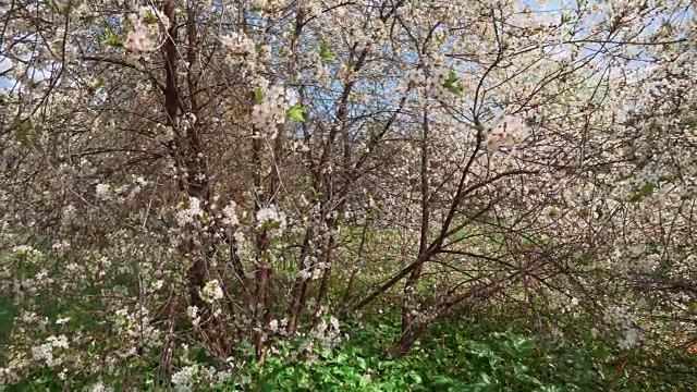 春天白色的樱花树。摄像机移动了近景。视频素材