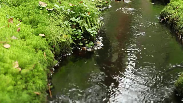 小溪在绿色的森林里视频素材