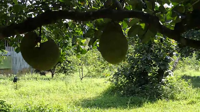 菠萝蜜视频素材