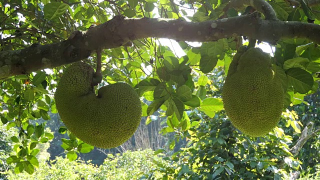 菠萝蜜视频素材