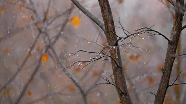 沉闷的深秋景象。光秃秃的树木和飘落的雪花视频素材