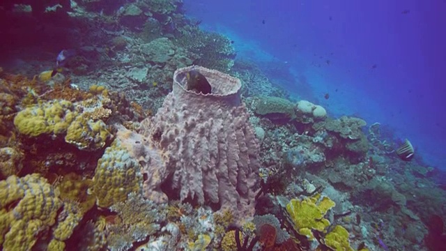 海绵桶里的鱼视频素材