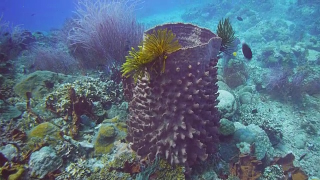 桶海绵和羽毛星视频素材