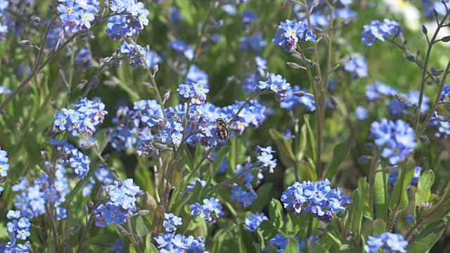 蜜蜂在蓝色的花朵上爬行视频素材