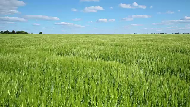 田野里种着绿色的小麦。视频素材