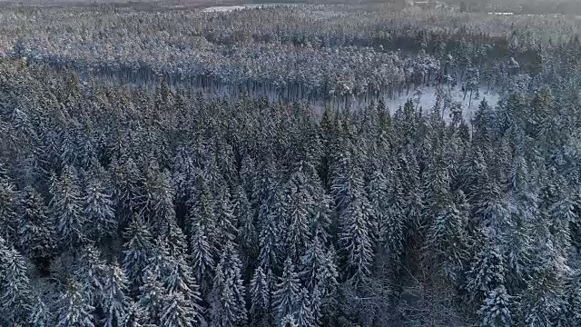 空中俯瞰拍摄的冬季云杉和松树林。树覆盖着雪，升起/落下的太阳触摸树顶在一个美丽的晴天。视频素材