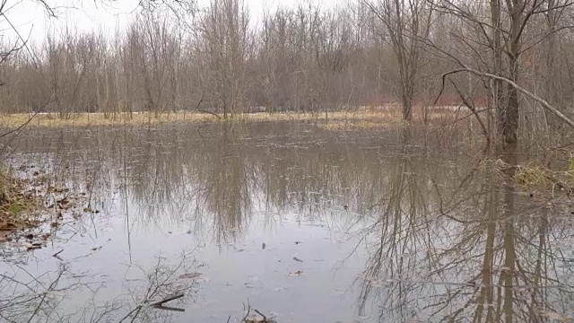 一片平静的沼泽充满了水视频素材