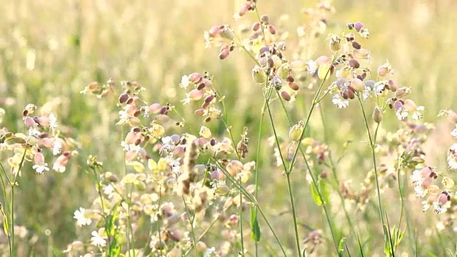 野花在风中飘扬视频素材