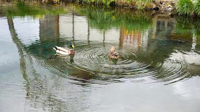 鸭子在湖里游泳视频素材