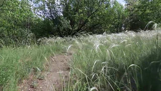 高草和小路视频素材