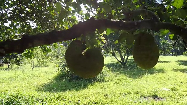 菠萝蜜视频素材