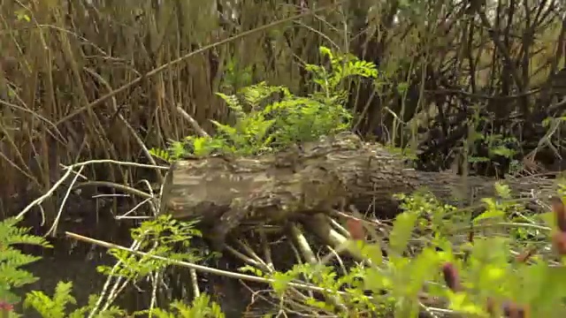 原生态，水上骑行，自然细节视频素材