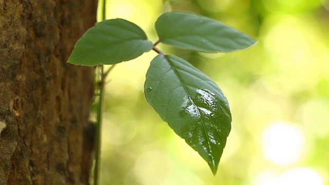 树叶与雨滴，泰国清迈视频素材