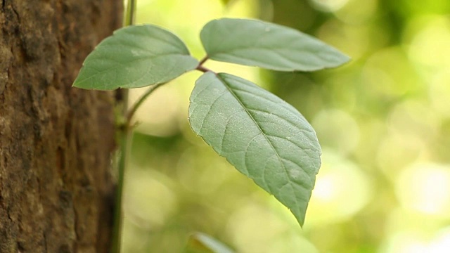 树叶带着阳光，泰国清迈视频素材