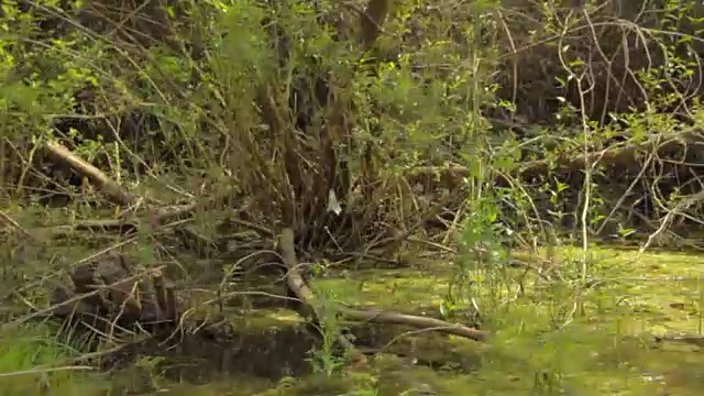 原生态，水上骑行，自然细节视频下载