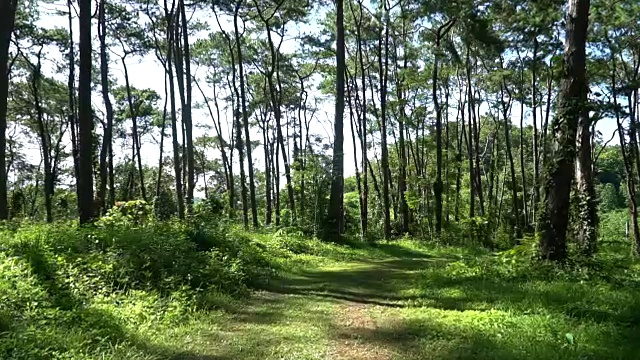 阳光下的松林视频素材