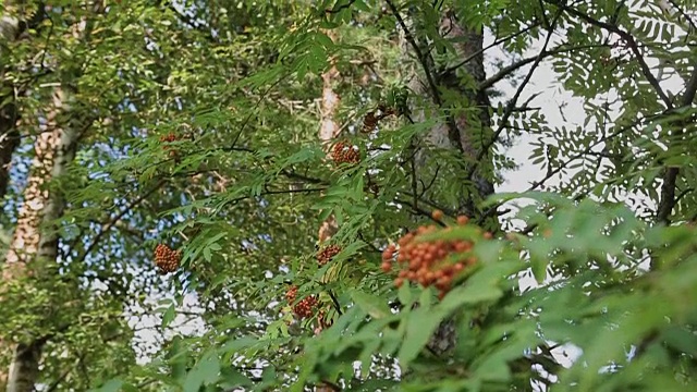 特写的橙色花楸浆果或山梣树成熟的浆果在秋天视频素材