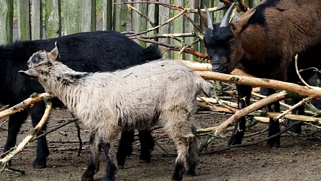 山羊群(Capra hircus)，动物群视频素材