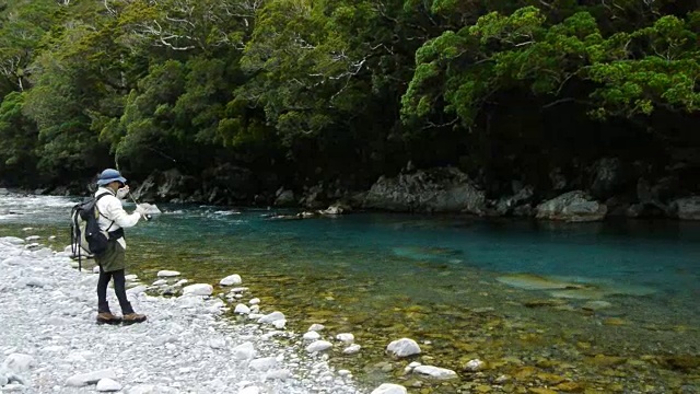 和新西兰褐鳟鱼打架视频素材