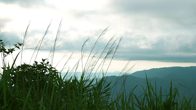 自然与风，草花逆风与热带山地背景视频素材