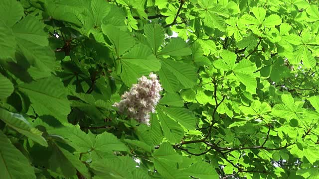 绿叶间的栗子花视频素材