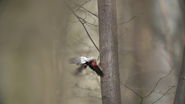 斑点啄木鸟(Dendrocopos)从死树上起飞视频素材