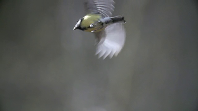 大山雀(Parus major)飞行视频素材