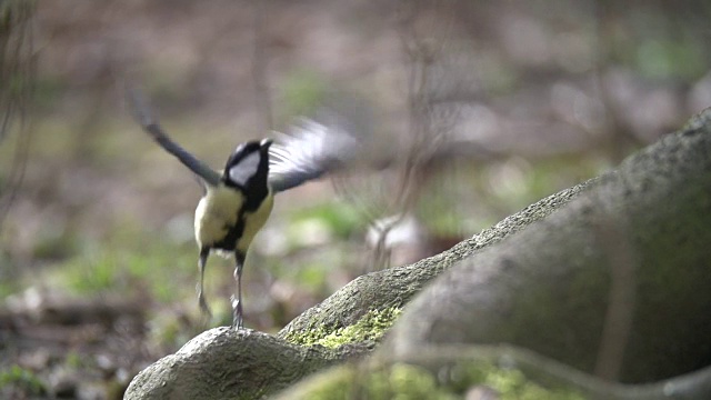 大山雀(Parus major)飞行视频素材