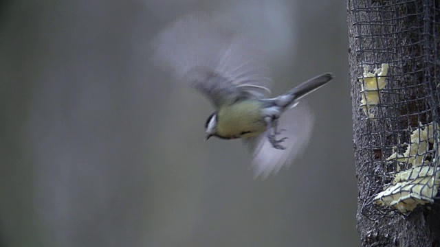 大山雀(Parus major)飞行视频素材