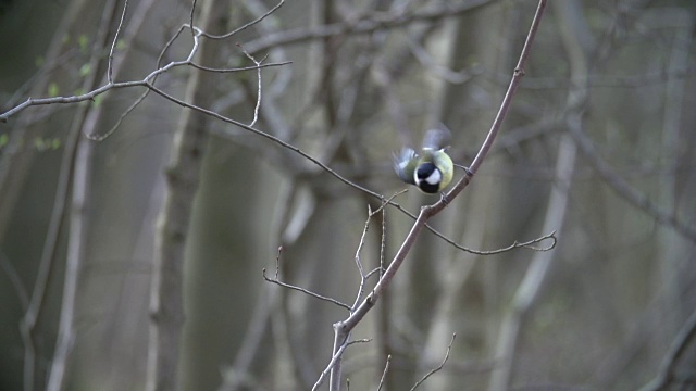 大山雀(Parus major)飞行视频素材