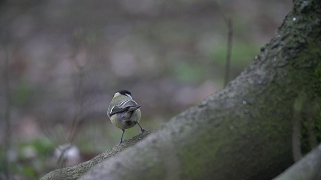 大山雀(Parus major)从树干上跳视频素材